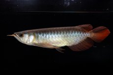 画像2: ダイナミックレッド NO.30（インドネシア産） (2)