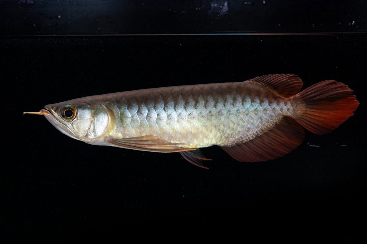 画像4: ダイナミックレッド NO.30（インドネシア産） (4)