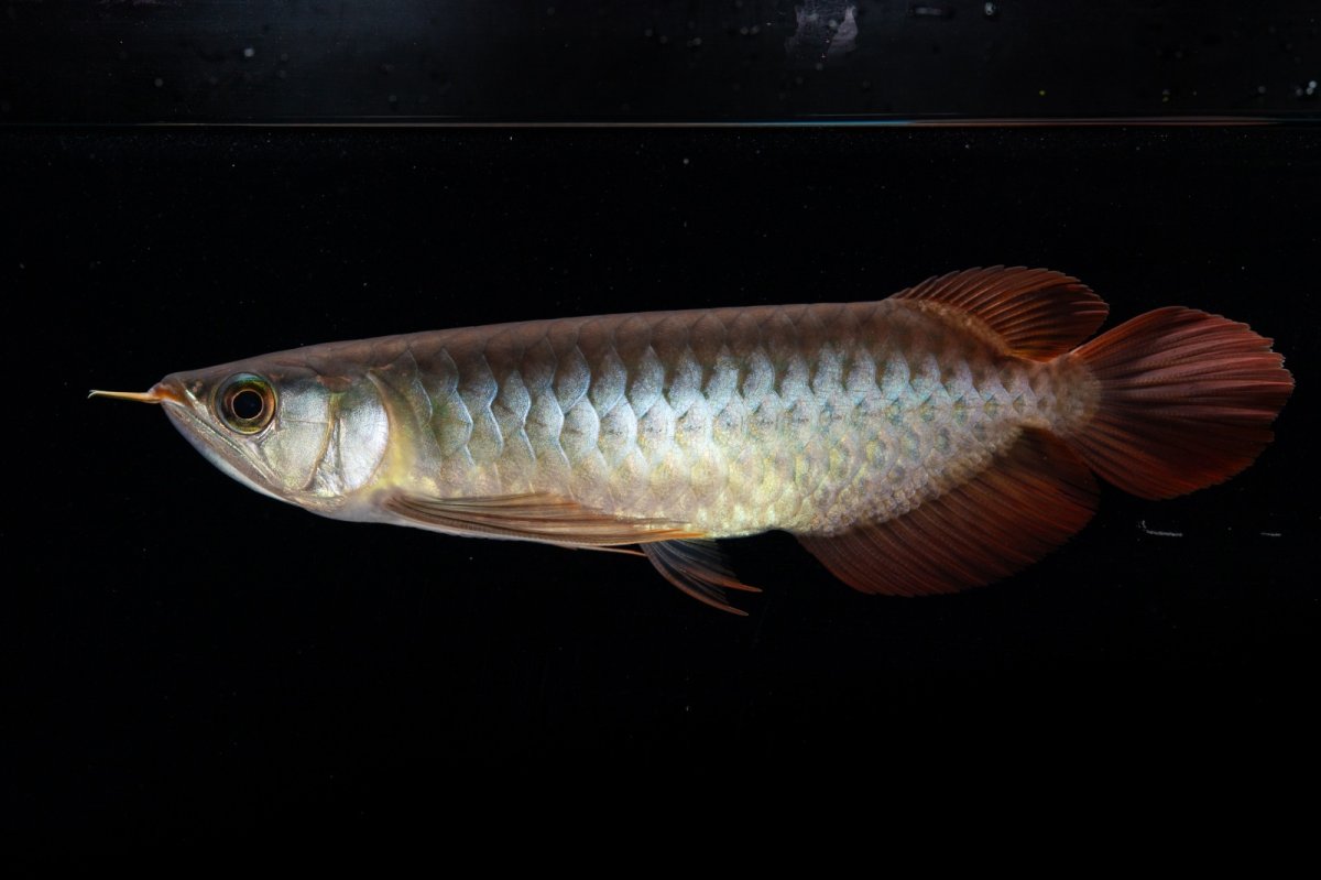 画像13: ダイナミックレッド NO.30（インドネシア産） (13)