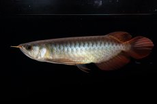 画像13: ダイナミックレッド NO.30（インドネシア産） (13)