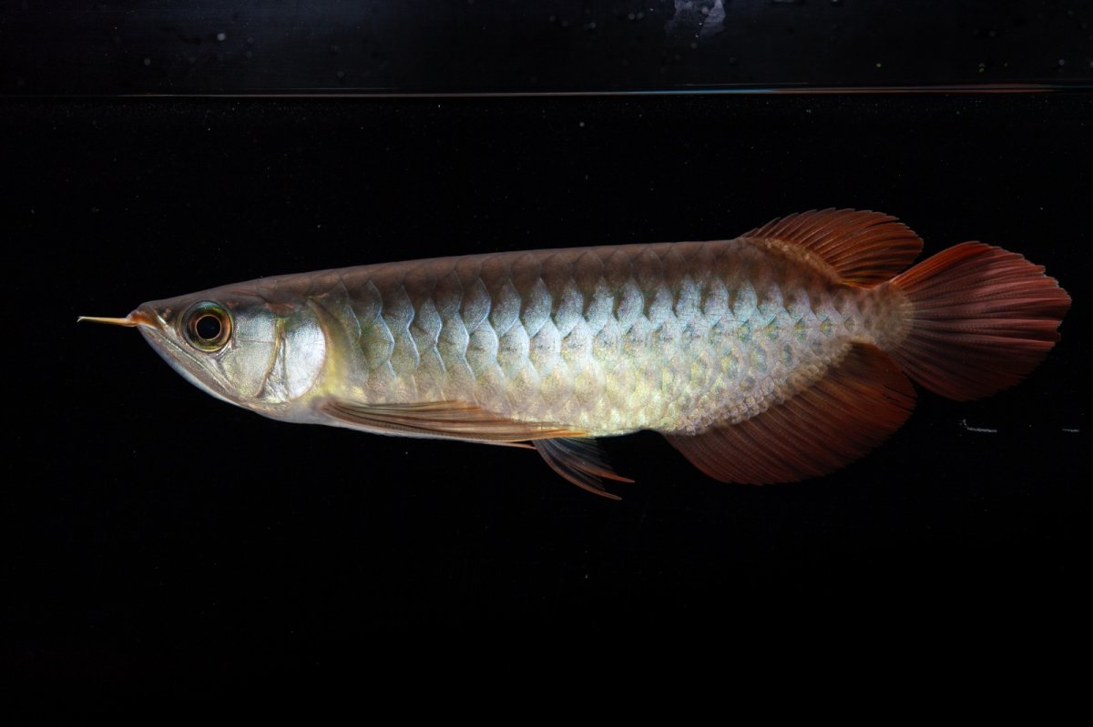 画像12: ダイナミックレッド NO.30（インドネシア産） (12)