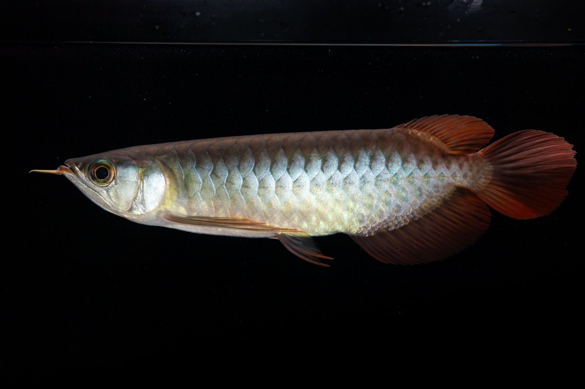 画像10: ダイナミックレッド NO.30（インドネシア産） (10)