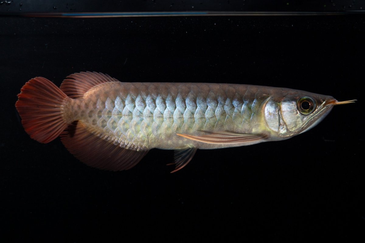 画像9: ダイナミックレッド NO.30（インドネシア産） (9)