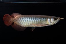 画像9: ダイナミックレッド NO.30（インドネシア産） (9)