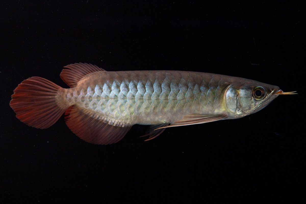 画像7: ダイナミックレッド NO.30（インドネシア産） (7)