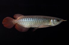 画像7: ダイナミックレッド NO.30（インドネシア産） (7)