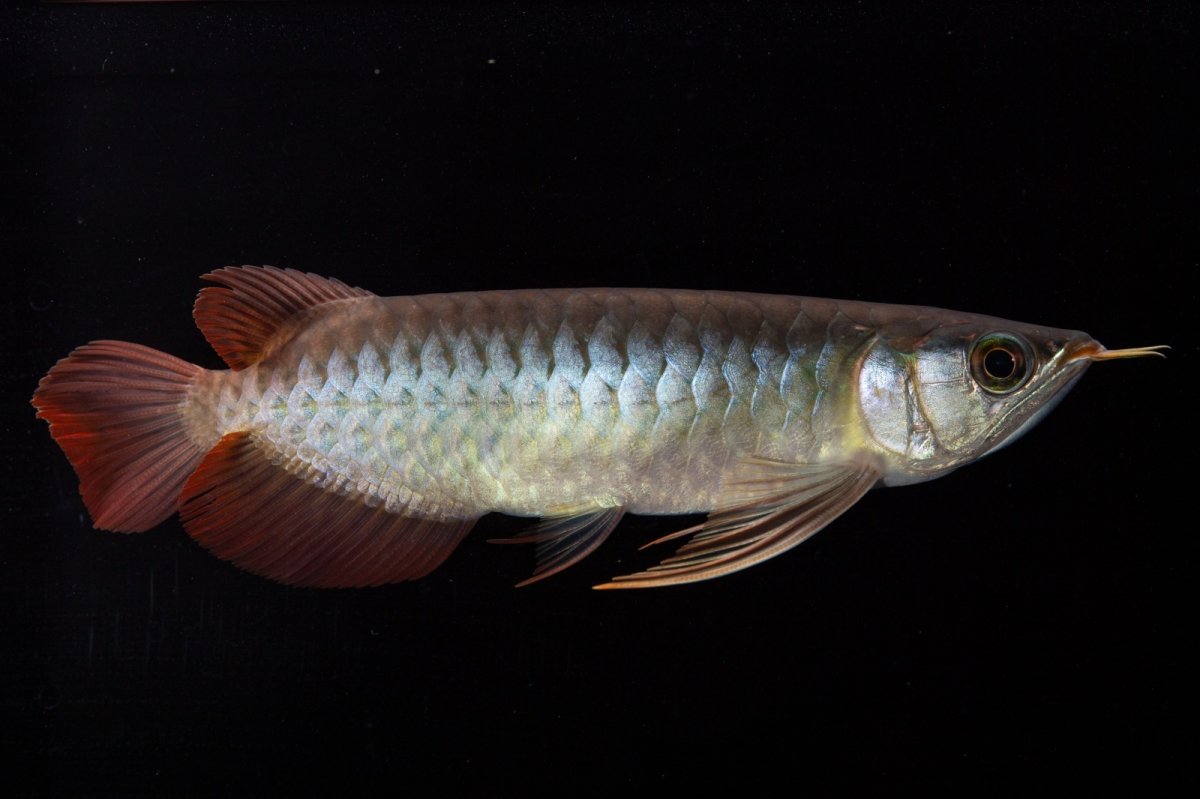 画像5: ダイナミックレッド NO.30（インドネシア産） (5)