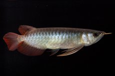 画像5: ダイナミックレッド NO.30（インドネシア産） (5)