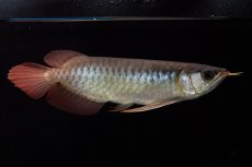 画像3: ダイナミックレッド NO.30（インドネシア産） (3)