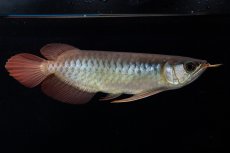 画像1: ダイナミックレッド NO.30（インドネシア産） (1)