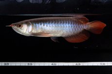 画像12: ダイナミックレッド NO.31（インドネシア産） (12)