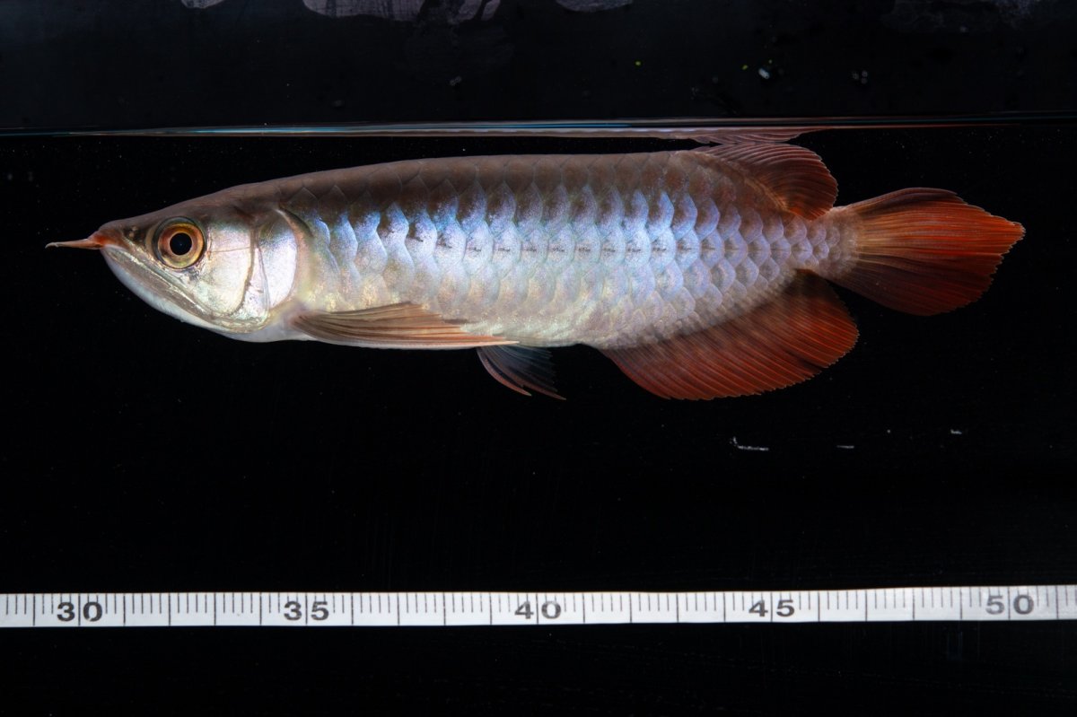 画像11: ダイナミックレッド NO.31（インドネシア産） (11)