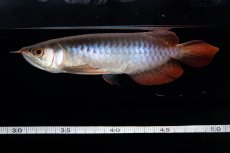 画像11: ダイナミックレッド NO.31（インドネシア産） (11)