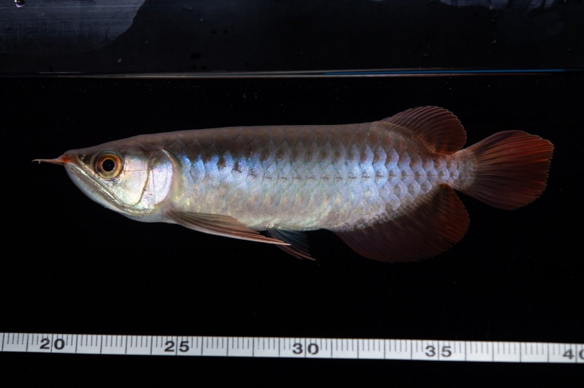 画像9: ダイナミックレッド NO.31（インドネシア産） (9)