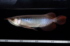 画像9: ダイナミックレッド NO.31（インドネシア産） (9)