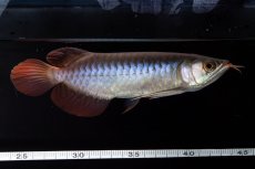 画像10: ダイナミックレッド NO.31（インドネシア産） (10)