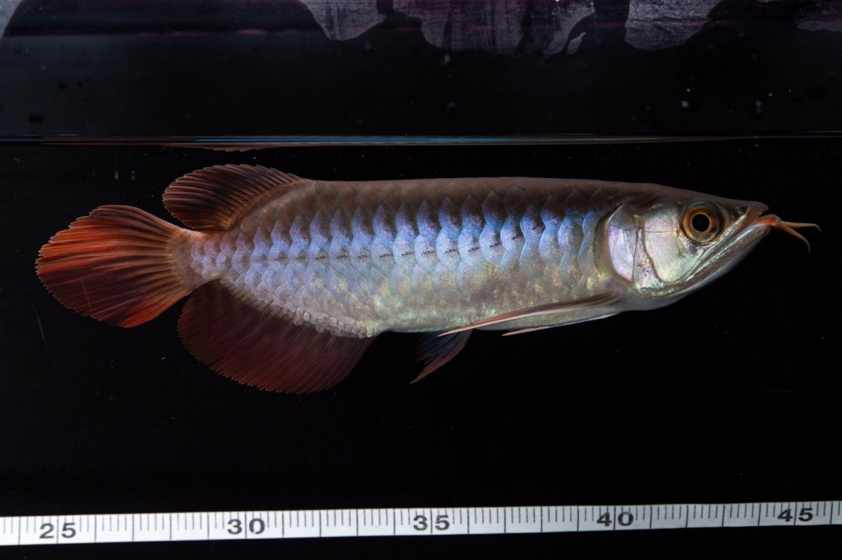 画像8: ダイナミックレッド NO.31（インドネシア産） (8)