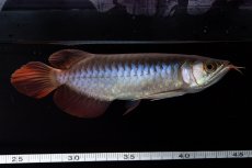 画像8: ダイナミックレッド NO.31（インドネシア産） (8)