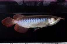 画像6: ダイナミックレッド NO.31（インドネシア産） (6)