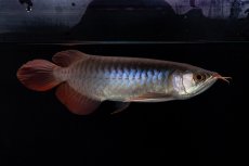 画像2: ダイナミックレッド NO.31（インドネシア産） (2)