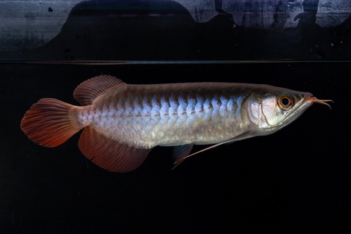 画像4: ダイナミックレッド NO.31（インドネシア産） (4)