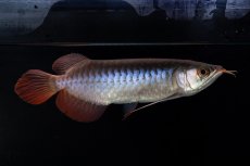 画像4: ダイナミックレッド NO.31（インドネシア産） (4)