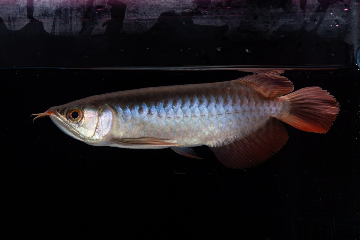 画像7: ダイナミックレッド NO.31（インドネシア産） (7)