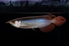 画像5: ダイナミックレッド NO.31（インドネシア産） (5)