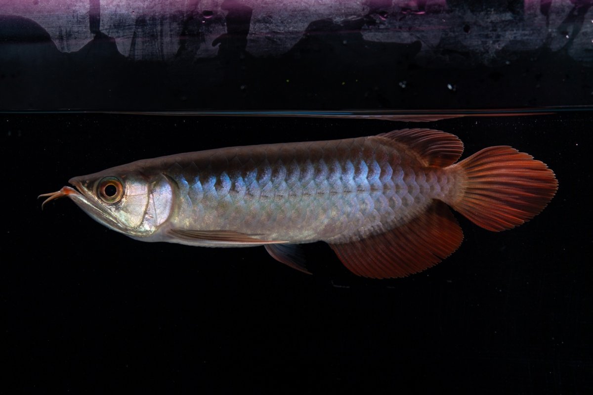 画像1: ダイナミックレッド NO.31（インドネシア産） (1)