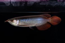 画像1: ダイナミックレッド NO.31（インドネシア産） (1)