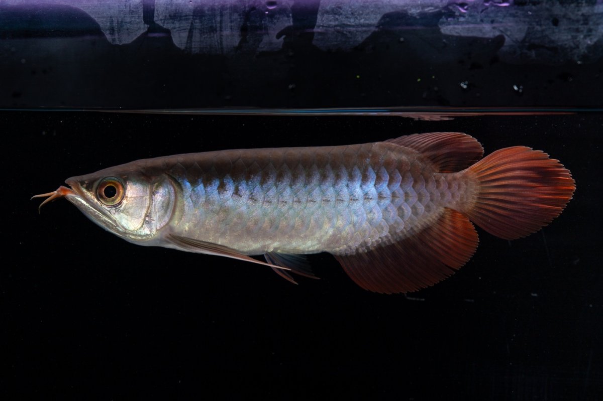 画像3: ダイナミックレッド NO.31（インドネシア産） (3)