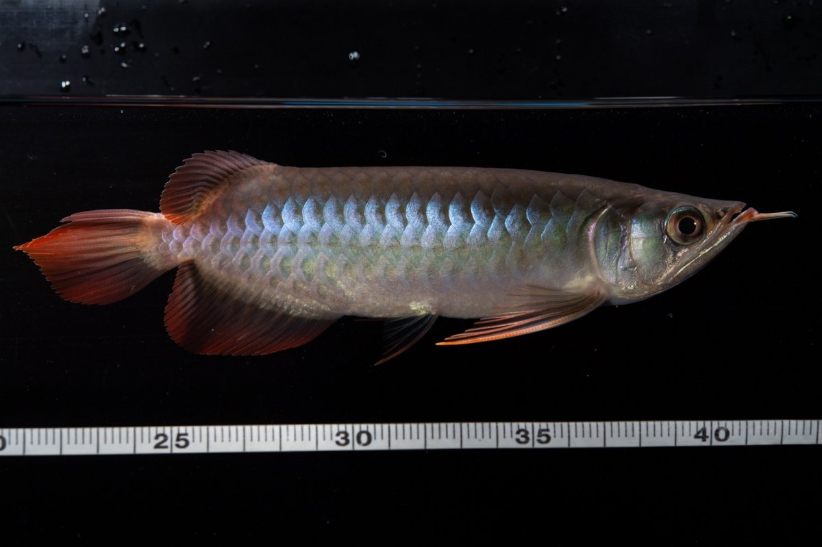 画像5: ダイナミックレッド NO.32（インドネシア産） (5)