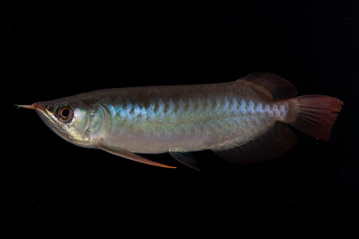 画像3: ダイナミックレッド NO.32（インドネシア産） (3)