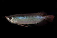 画像3: ダイナミックレッド NO.32（インドネシア産） (3)