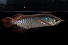 画像4: ダイナミックレッド NO.32（インドネシア産） (4)