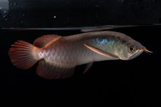 画像2: ダイナミックレッド NO.32（インドネシア産） (2)