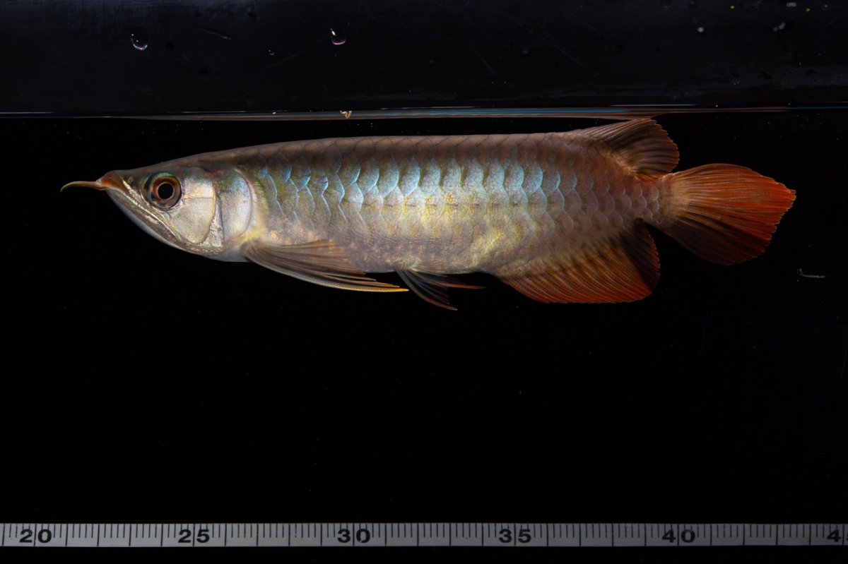 画像13: ダイナミックレッド NO.33（インドネシア産） (13)