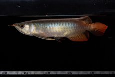 画像13: ダイナミックレッド NO.33（インドネシア産） (13)