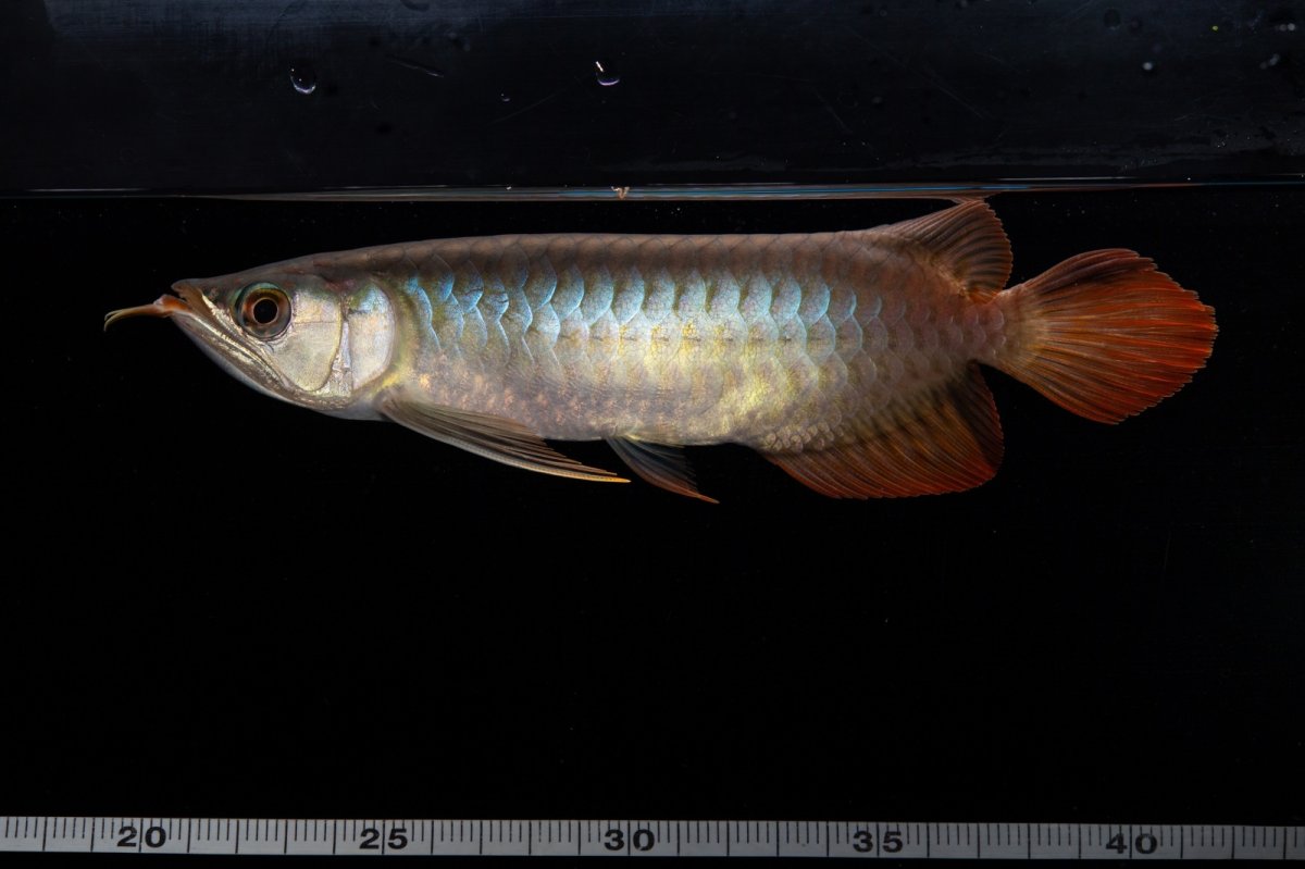 画像11: ダイナミックレッド NO.33（インドネシア産） (11)