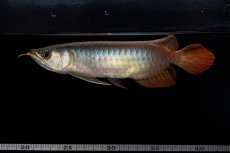 画像11: ダイナミックレッド NO.33（インドネシア産） (11)