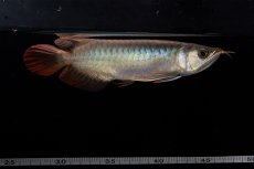 画像12: ダイナミックレッド NO.33（インドネシア産） (12)