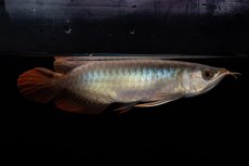 画像10: ダイナミックレッド NO.33（インドネシア産） (10)