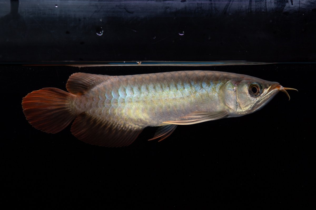 画像9: ダイナミックレッド NO.33（インドネシア産） (9)