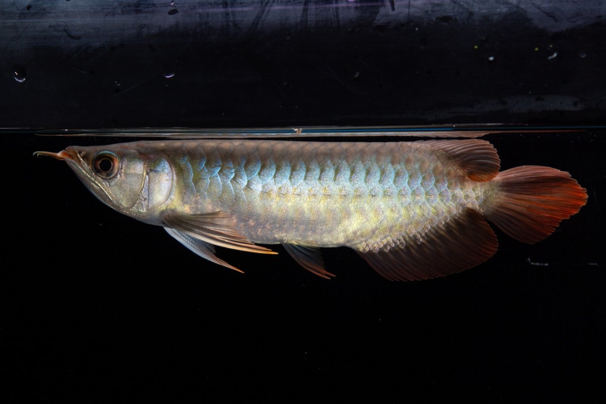 画像5: ダイナミックレッド NO.33（インドネシア産） (5)