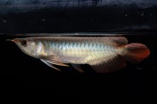 画像7: ダイナミックレッド NO.33（インドネシア産） (7)