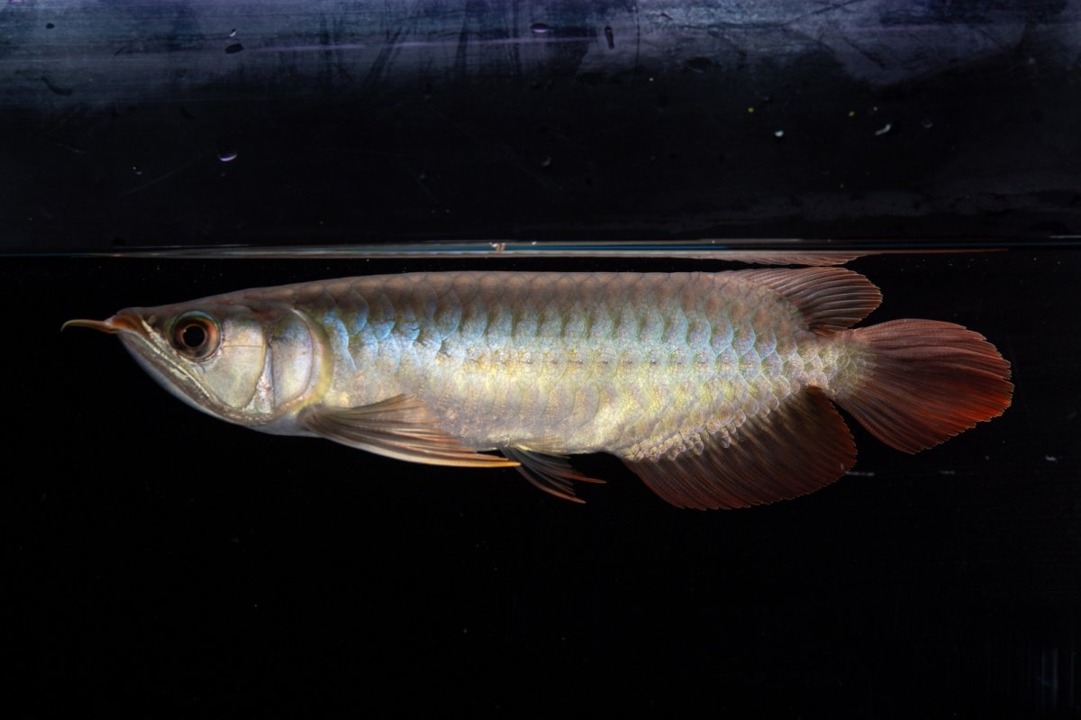 画像3: ダイナミックレッド NO.33（インドネシア産） (3)