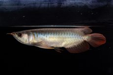 画像3: ダイナミックレッド NO.33（インドネシア産） (3)