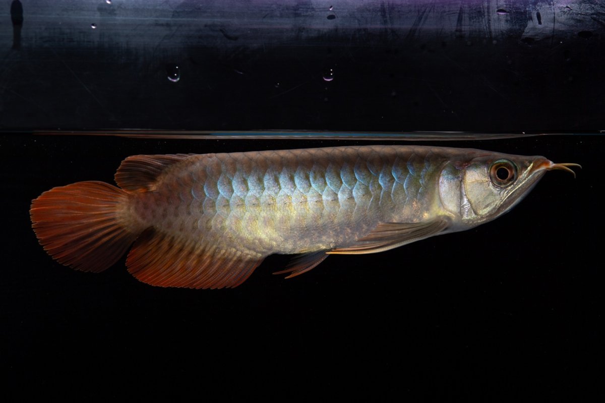 画像8: ダイナミックレッド NO.33（インドネシア産） (8)