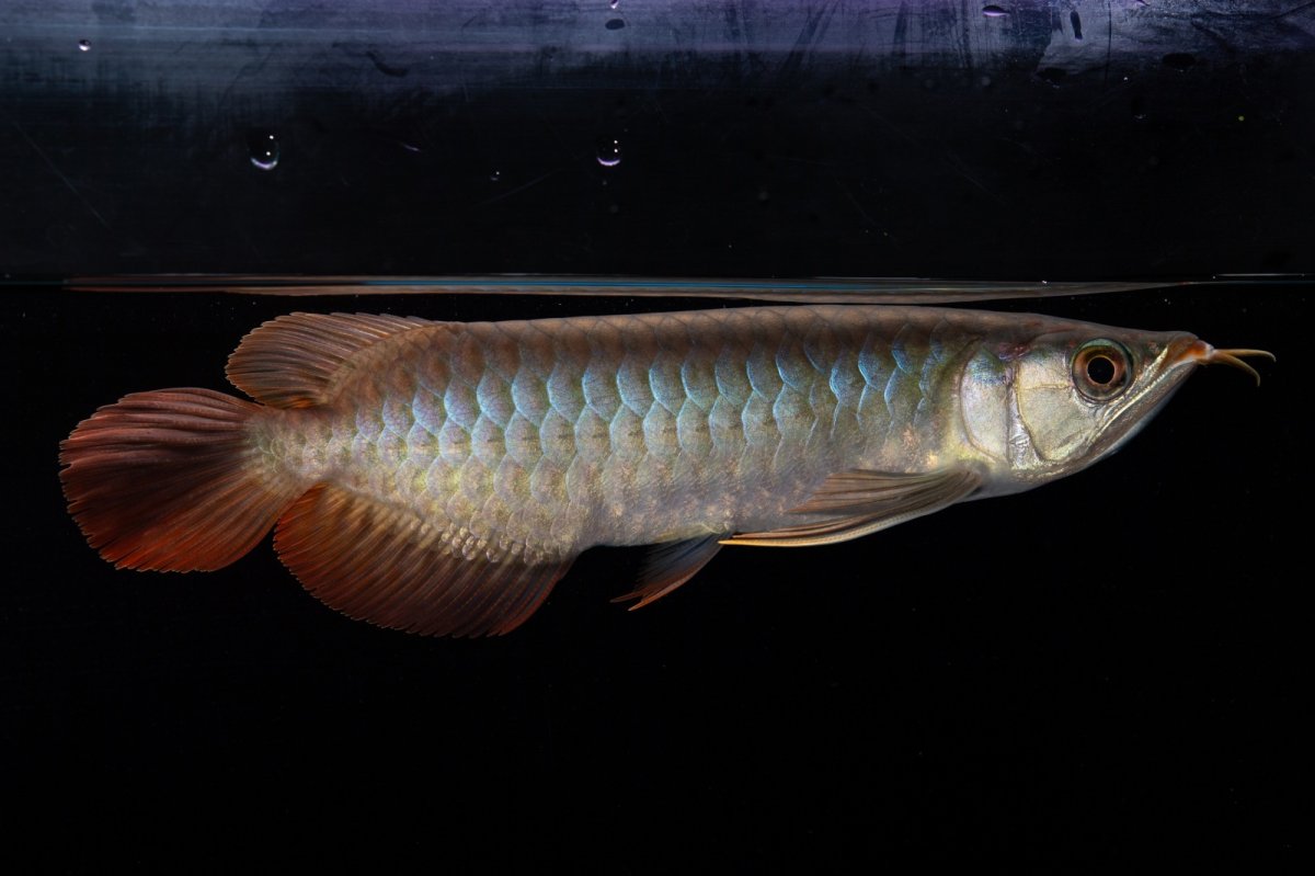 画像6: ダイナミックレッド NO.33（インドネシア産） (6)