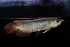 画像4: ダイナミックレッド NO.33（インドネシア産） (4)